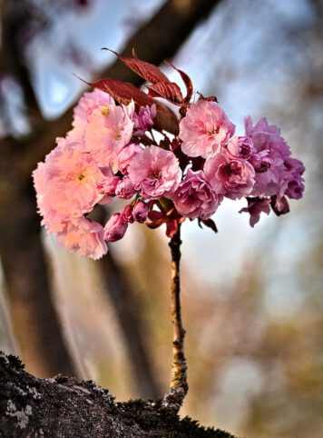 Frühling Blumen Fotografie
