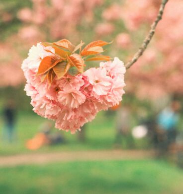 Kirschblüten in der Kirschblütenallee in Berlin